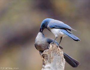 Mexican Jays