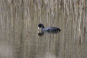 Coot - self-absorbed!