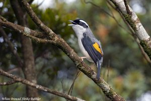 White Browed Shrike Babbler