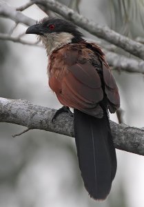 Senegal Coucal at dusk