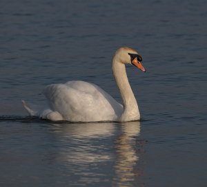 Mute Swan