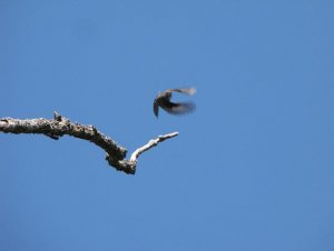 Western Wood-Pewee in flight