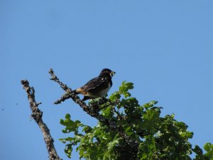 spotted towhee with worms