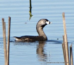 Pied-billed Grebe