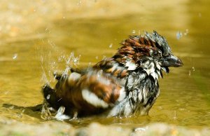 Sparrow bathing