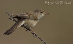 Upcher's Warbler