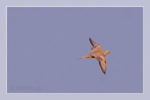 Spotted Sandgrouse, Pterocles senegallus