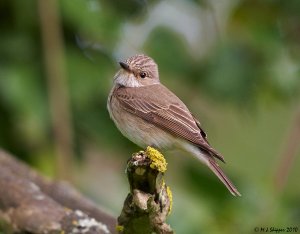 Spotted Flycatcher