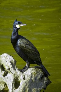 Cormorant