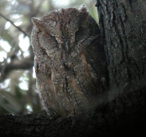 Otus Scops, Scops owl