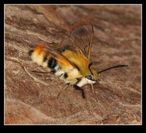 Bee Hawkmoth