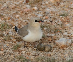 Small Pratincole Bundela March 23rd 2010 COMPRESSED