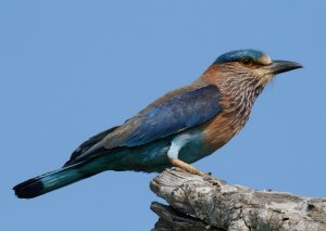 Indian Roller Bundela March 23rd 2010 Compressed