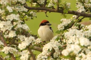 Woodchat Shrike, female