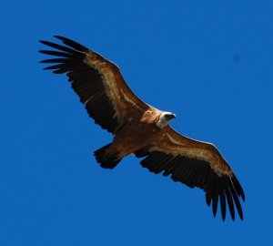 Griffon Vulture soaring overhead