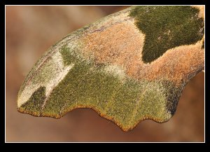 Hawkmoth Wing