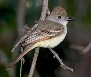 Ash-Throated Flycatcher