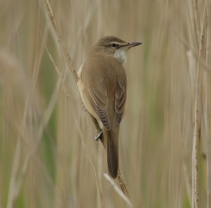 Great Reed Warbler