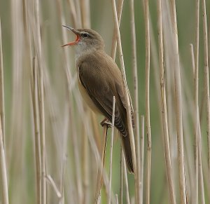 Great Reed Warbler