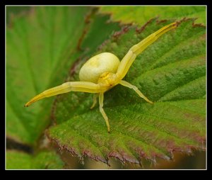 Crab Spider