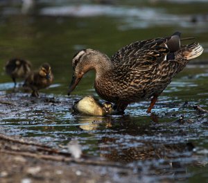 Parenting the Mallard way