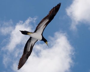 Brown Booby in Flight