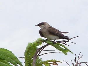 Brown-chested Martin