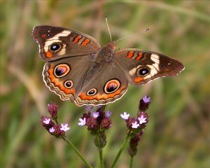 Common Buckeye