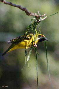 Spottedbacked Weaver