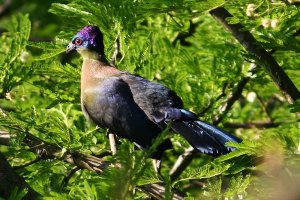 Purplecrested Lourie