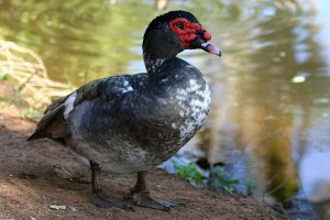 Muscovy Duck