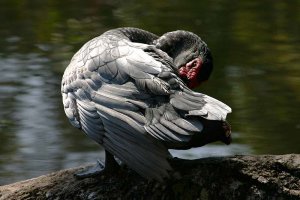 Muscovy Duck