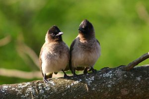 Blackeyed Bulbul