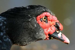 Muscovy Duck