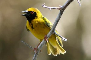 Spottedbacked Weaver