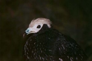 Blue-throated Piping-Guan (face detail)