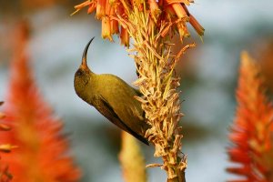 Olive Sunbird