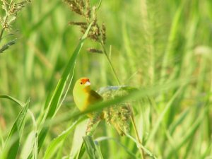 Orange-fronted Yellow-Finch