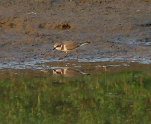 Little Ringed Plover