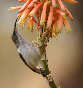 Another Sunbird