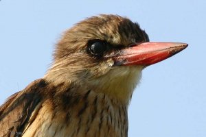 Brownhooded Kingfisher