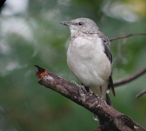 Northern Mockingbird