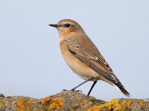 Northern Wheatear