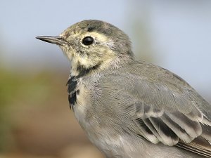 Pied Wagtail