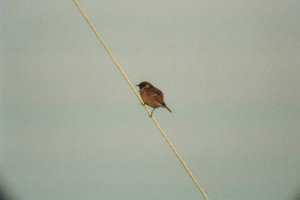 Stonechat...still not perfect :((