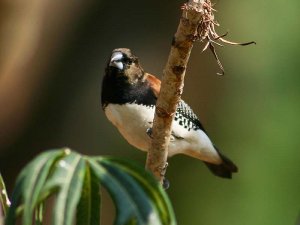 Redbacked Mannikin