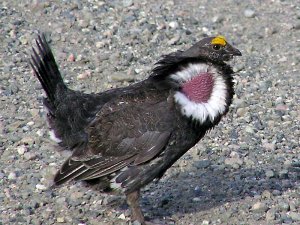 Dusky Grouse