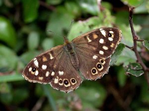 speckled wood