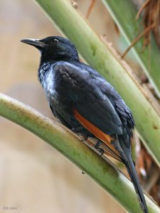 Redwinged Starling