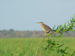 Striated Heron